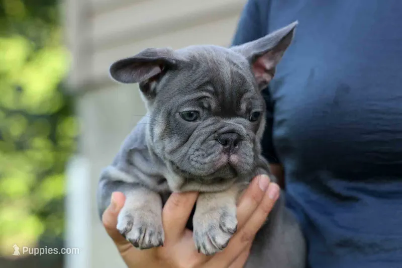  Mickey🐾 – French Bulldog puppy for sale in Fresno, OH