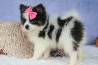 Estella🎀, a female Pomeranian for sale in Fresno, OH – 2 of 9