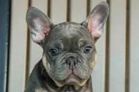  Mateo🐾🐶, a male French Bulldog for sale in Fresno, OH – 2 of 8