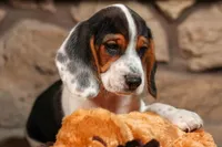Dustin🐶, a male Beagle for sale in Fresno, OH – 3 of 9