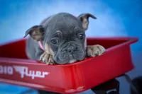 Paris🎀, a female Frenchton for sale in Fresno, OH – 5 of 10