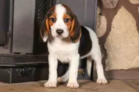 Dottie🎀, a male Beagle for sale in Fresno, OH – 2 of 10