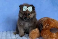 Flynn, a male Pomeranian for sale in Fresno, OH – 8 of 10