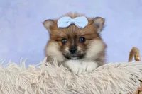 Flossie, a female Pomeranian for sale in Fresno, OH – 3 of 10