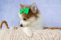 Ernie🐾, a male Pomeranian for sale in Fresno, OH – 3 of 8