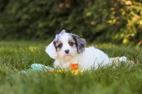 Ivory Rose 💕, a female Cavapoo for sale in Fresno, OH – 4 of 7