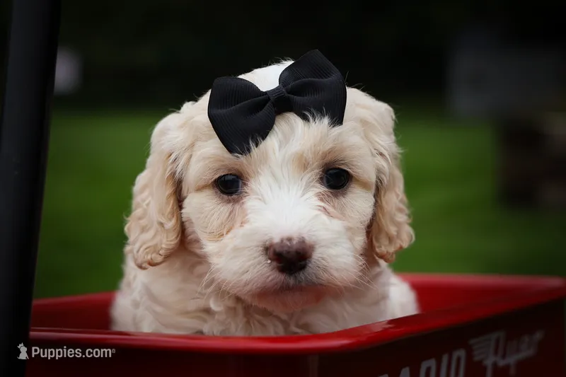 Houston🐶 – Cavachon puppy for sale in Fresno, OH
