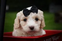 Houston🐶, a female Cavachon for sale in Fresno, OH – 1 of 10