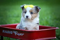 Gabby🎀, a female Miniature Aussiedoodle for sale in Fresno, OH – 5 of 10