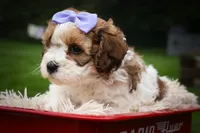 Hallie💗, a female Cavachon for sale in Fresno, OH – 2 of 10