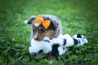 Gracie Lou🎀, a female Miniature Aussiedoodle for sale in Fresno, OH – 6 of 10