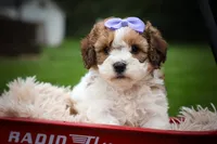 Hallie💗, a female Cavachon for sale in Fresno, OH – 4 of 10