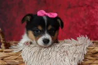 Annabelle🎀, a female Pembroke Welsh Corgi for sale in Fresno, OH – 7 of 9