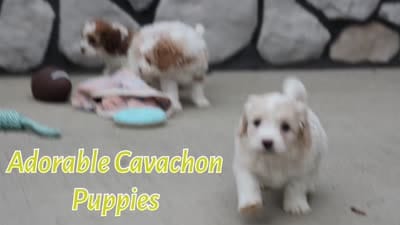 Hailey🎀, a female Cavachon for sale in Fresno, OH – 5 of 10