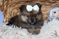 Flynn, a male Pomeranian for sale in Fresno, OH – 5 of 10