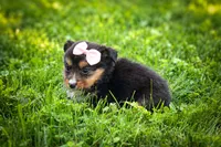 Goldie Mae🎀, a female Miniature Aussiedoodle for sale in Fresno, OH – 2 of 10