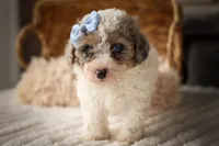 Juno 🐾, a male Poodle - Miniature  for sale in Fresno, OH – 2 of 10