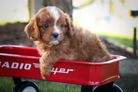 Kyle 🐾, a male Cavapoo for sale in Fresno, OH – 3 of 10