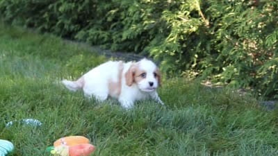 Ike🦴, a male Cavapoo for sale in Fresno, OH – 6 of 6
