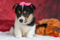 Annabelle🎀, a female Pembroke Welsh Corgi for sale in Fresno, OH – 6 of 9