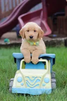 Edison 🐾, a male Golden Retriever for sale in Fresno, OH – 4 of 9