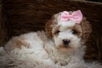 Hailey🎀, a female Cavachon for sale in Fresno, OH – 3 of 10