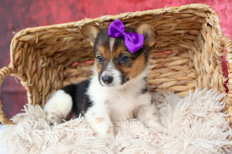 Abby💖 – Pembroke Welsh Corgi puppy for sale in Fresno, OH