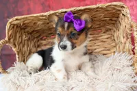 Abby💖, a female Pembroke Welsh Corgi for sale in Fresno, OH – 1 of 10