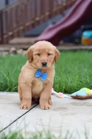 Eclipse, a male Golden Retriever for sale in Fresno, OH – 4 of 9