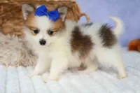 Evan🐶, a male Pomeranian for sale in Fresno, OH – 2 of 10