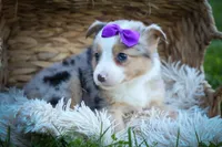 Gloria💗, a female Miniature Aussiedoodle for sale in Fresno, OH – 5 of 10