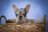 Tinsley💗, a female French Bulldog for sale in Fresno, OH – 3 of 10