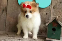Eric🐾, a male Pomeranian for sale in Fresno, OH – 10 of 10