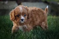Katie🎀, a female Cavapoo for sale in Fresno, OH – 2 of 10