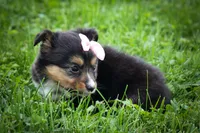 Goldie Mae🎀, a female Miniature Aussiedoodle for sale in Fresno, OH – 4 of 10