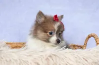 Everest🐾, a male Pomeranian for sale in Fresno, OH – 7 of 9