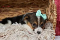  Amara💕, a female Pembroke Welsh Corgi for sale in Fresno, OH – 7 of 10