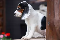 Dolly💗, a male Beagle for sale in Fresno, OH – 3 of 10