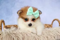 Frankie 🐶, a male Pomeranian for sale in Fresno, OH – 4 of 9