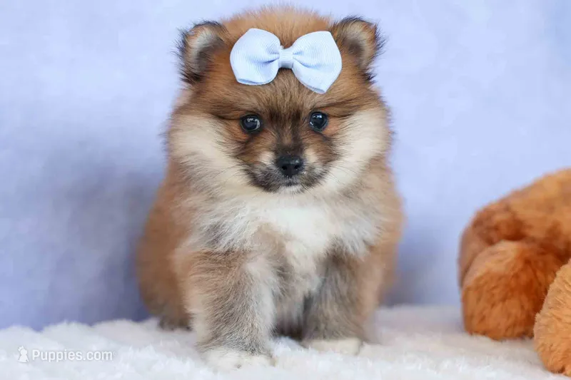 Flossie – Pomeranian puppy for sale in Fresno, OH