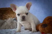 Tulip✨(two blue eyes), a female French Bulldog for sale in Fresno, OH – 2 of 9