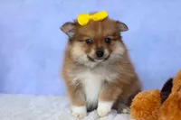 Farris, a male Pomeranian for sale in Fresno, OH – 6 of 10