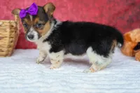 Abby💖, a female Pembroke Welsh Corgi for sale in Fresno, OH – 8 of 10