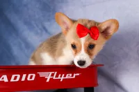  Conner🐶, a male Pembroke Welsh Corgi for sale in Fresno, OH – 5 of 8