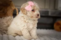  Jett 🦴, a male Poodle - Miniature  for sale in Fresno, OH – 6 of 10