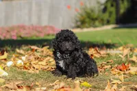 Ringo 🐶, a male Poodle - Miniature  for sale in Fresno, OH – 5 of 7