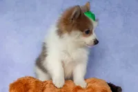 Ernie🐾, a male Pomeranian for sale in Fresno, OH – 5 of 8