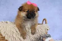 Freya, a female Pomeranian for sale in Fresno, OH – 7 of 10