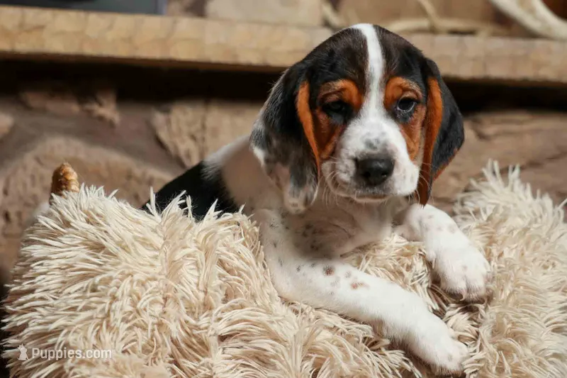 Dustin🐶 – Beagle puppy for sale in Fresno, OH