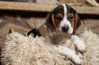 Dustin🐶, a male Beagle for sale in Fresno, OH – 1 of 9